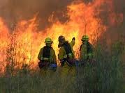 california wild fire insurance