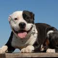 colorado dog liability insurance