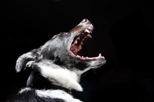 Insurance for Dangerous or Potentially Dangerous Dogs